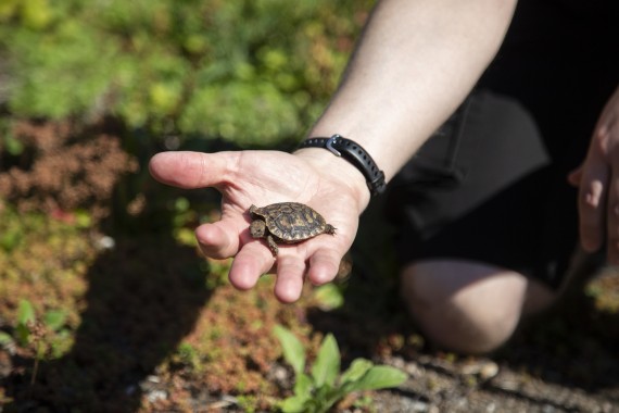 Young pancake tortoise (two weeks old)