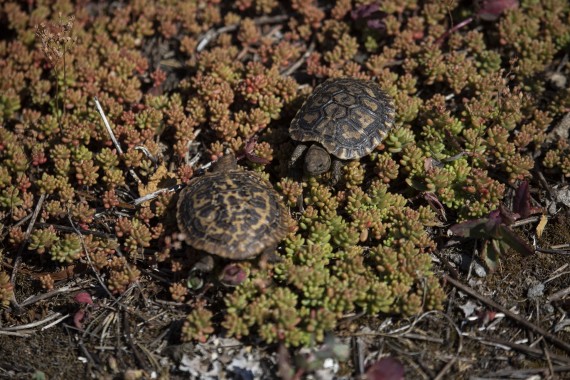 Young pancake tortoises (two months old & two weeks old)