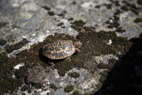 Young pancake tortoise (two months old)