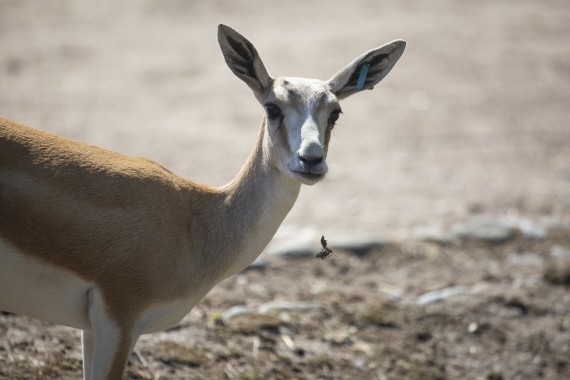 Goitered gazelle (female)