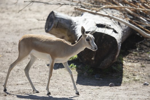 Goitered gazelle (female)