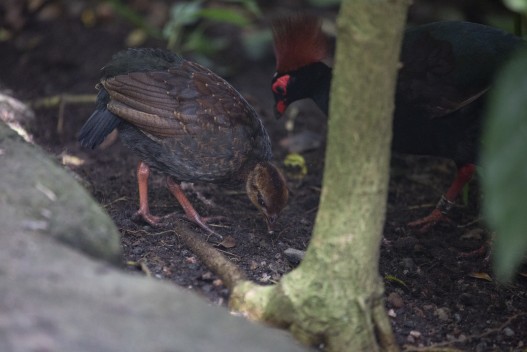 Crested partridge (young)