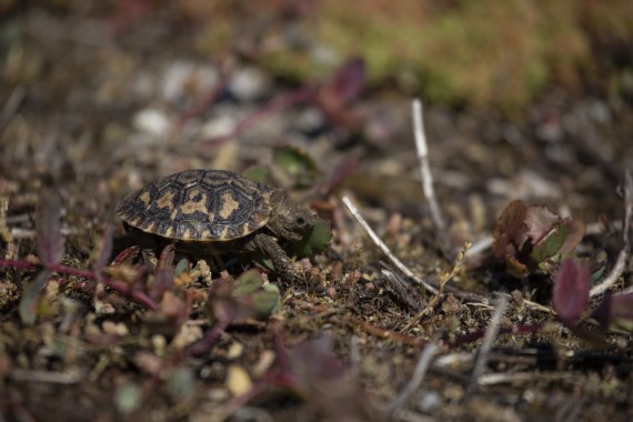 Young pancake tortoise  (two weeks old)