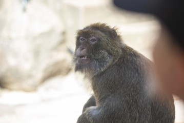 Barbary macaque (male)