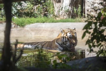 Amur tiger (male) laying in the pond