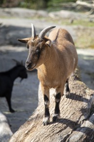 African pygmy goats