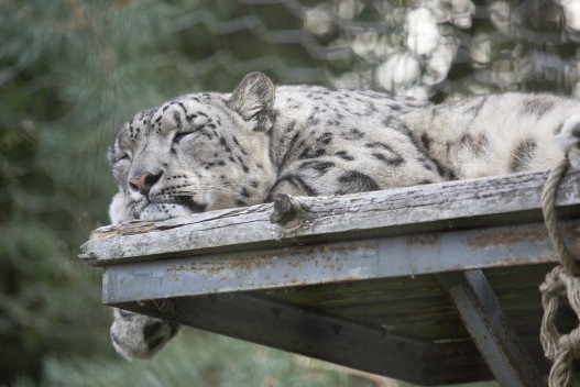 Snow leopard (male)
