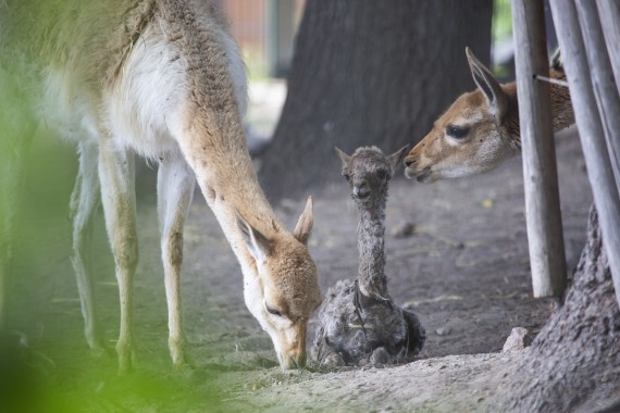 Vicunas getting to know their newborn