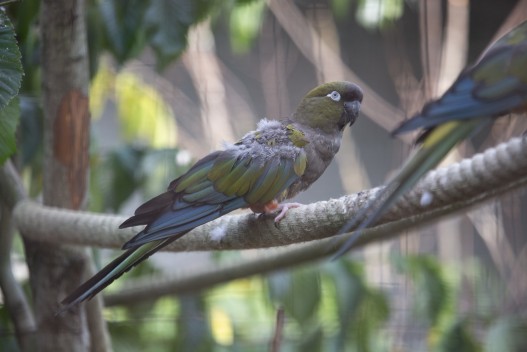 Young Patagonian conure