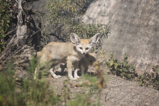 Fennec fox family