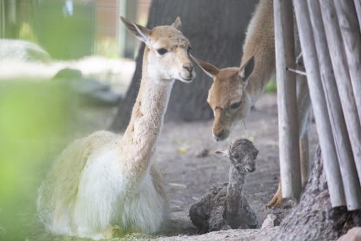 Vicunas getting to know their newborn