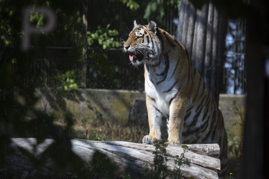 Amur tiger (female) showing Flehmen response