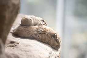 Gundi resting with its young