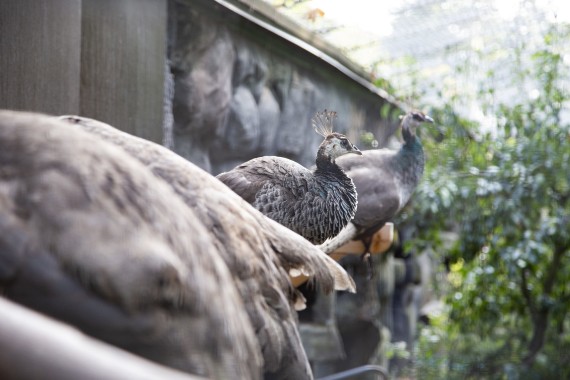 Peahens