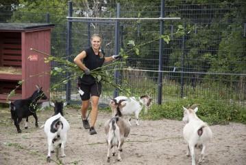 Zookeeper feeding the goats