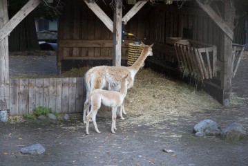 Vicuna and foal