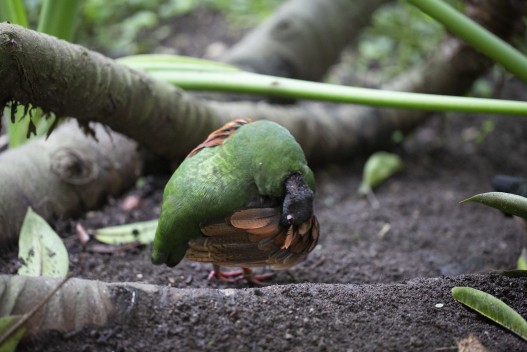 Crested partridge (female) grooming herself