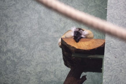 Black lemur (female) sleeping