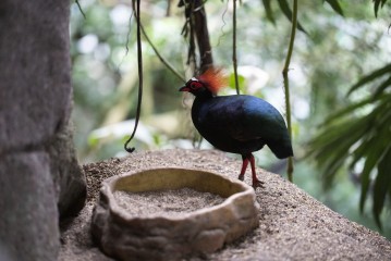 Crested partridge (male)