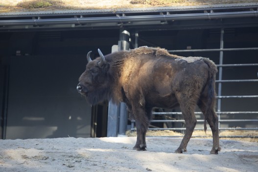 European bison (female)