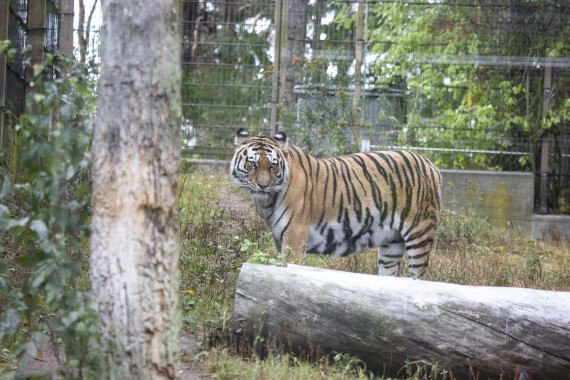 Amur tigress Sibiri - the mother of the cubs