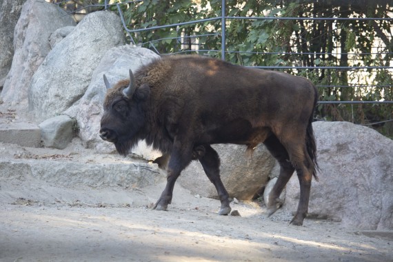 European bison (one-year-old male)