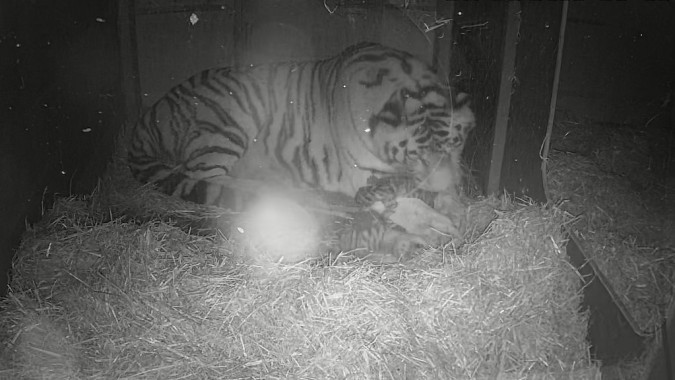 Amur tigress taking care of her newborn cubs