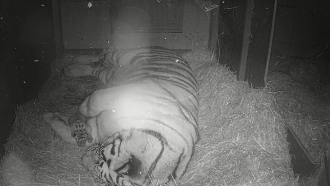 Amur tigress taking care of her newborn cubs