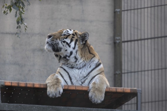 Amur tiger (male)