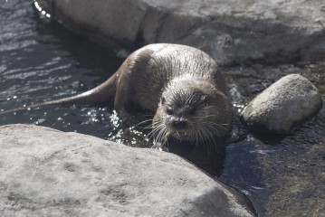 European otter (male) eating