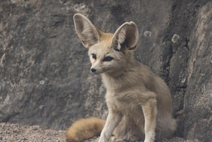 Fennec fox (female)