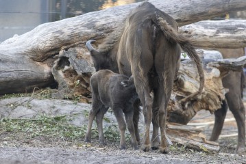 European bison nursing her calf