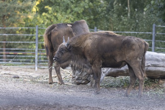 European bison (one-year-old female)