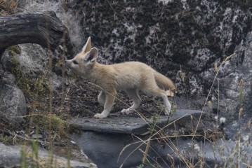 Fennec fox pup