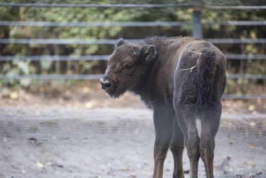European bison calf (male)
