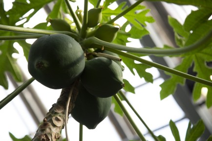 Papayas growing in tropical house Amazonia