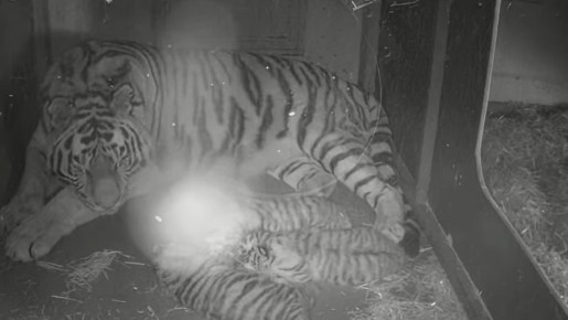 Amur tigress sleeping with her one-month-old cubs