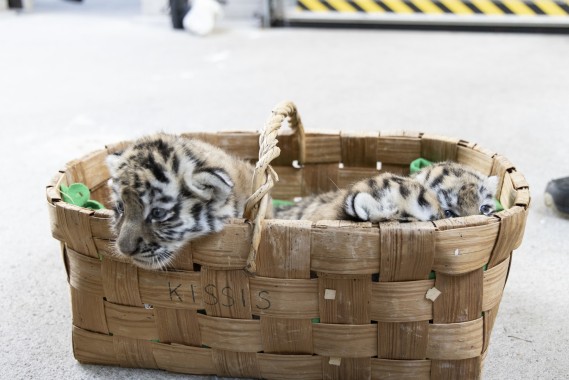 Amur tiger cubs waiting for health check