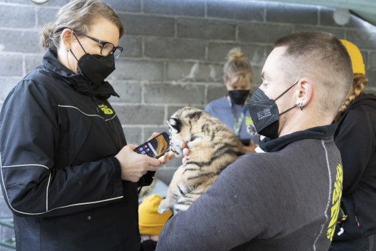 Tiger cub health check