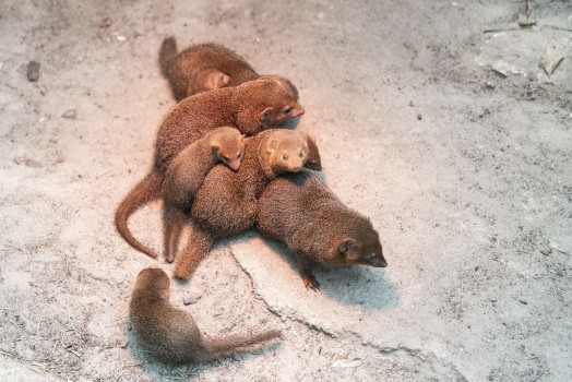 Pile of dwarf mongoose