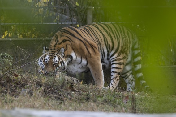Amur tigress carrying her cub outside