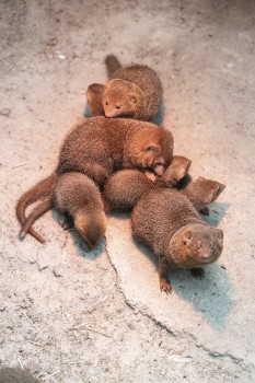 Pile of dwarf mongoose