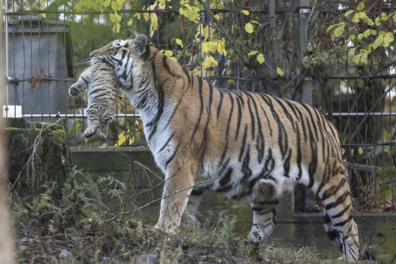 Amur tigress carrying her cub back inside