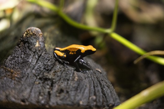 Splash-backed poison frog