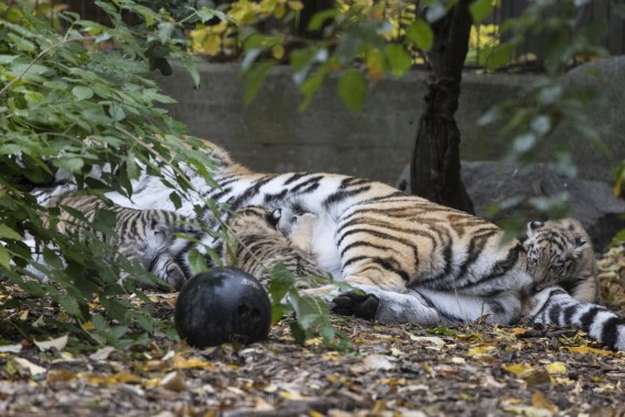 Three Amur tiger cubs with their mother