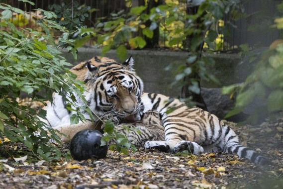 Amur tiger taking care of her cubs