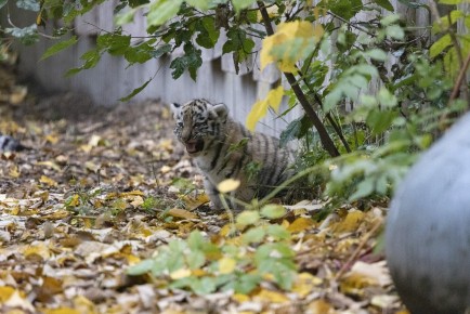 Amur tiger cub outside for the first time