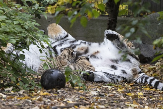 Amur tiger nursing her cubs