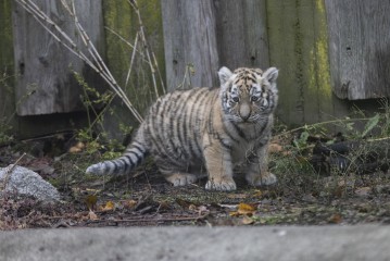 Amur tiger cub (male)