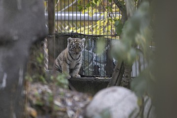 Amur tiger cub (female)